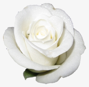 White Rose Transparent Background - White Rose No Background