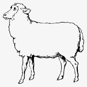 Lamb Drawing Black And White - Clip Art Sheep Black And White
