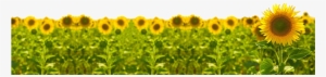 Sunflower V3 - Sunflower