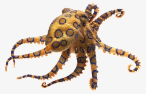 Octopus Transparent Png - Blue Ringed Octopus
