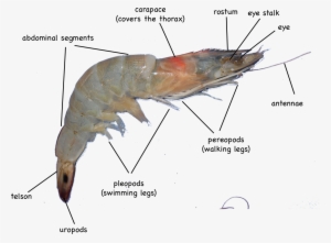 External Anatomy Of Shrimp