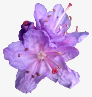 Free Icons Png - Rhododendron Flower Png