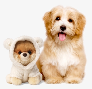 Animals Games Fest - Gund Itty Bitty Boo World's Cutest Dog