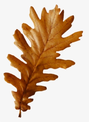 One Fall Leaf Png Clip Art - Fall Oak Leaves Png