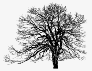 Tree, Ecological, Green, Plant, Silhouette, Weathered - Transparent White Silhouette Tree