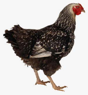 Black Walking Chicken Png Image - If Your Cat Tastes Like Chicken