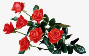 Red Rose Transparent Png - Flowers Rose Wallpaper Png