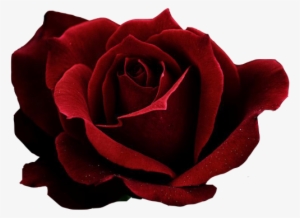 Red Rose Transparent Png Image - Dark Red Rose Png