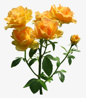 Zonta Rosa Lots Of Blooming Orange Roses - Transparent Background Orange Rose