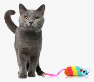 Kitty - Cat With Toy Png