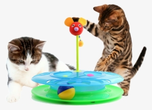 Cheese Chase Track Ball Cat Toy - Cat Chasing Ball Toy