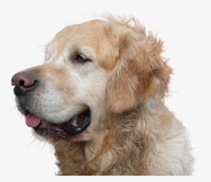 Dog Poop Service - Funny Golden Retriever Birthday