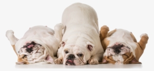 Pumpkin Fiber Supplement For Dogs - Three Bulldogs
