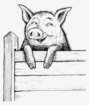 Saxbys Pig On Fence - Pig On Fence Drawing