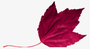 Red Leaf 2 - Maroon Leaf Png