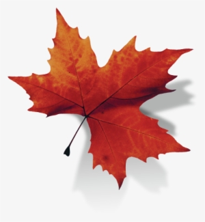 Maple Leaf Transparent Background