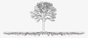Illustrative View Of The Spread Of A Tree Root System - Tree
