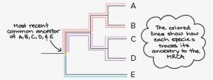 The Diagram Below Shows How Each Species In The Tree - Most Recent Common Ancestor Phylogenetic Tree