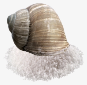 Salt Snail - Sale Da Cucina Png