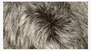 Salt And Pepper Raccoon Faux Fur [reference Only] - Faux Fur Raccoon