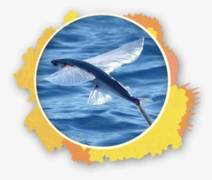 On Occasions People Have Witnessed Flying Fish Escaping - Flying Fish Barbados