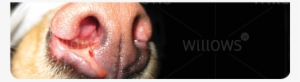 Aspergillosis/fungal Rhinitis - Rhinitis Dog