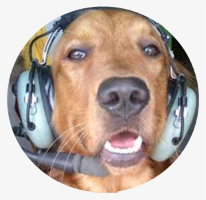 Company Button1 - Pilot Dog