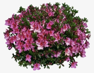 You Might Also Like - Flower Shrubs In Plan For Photoshop