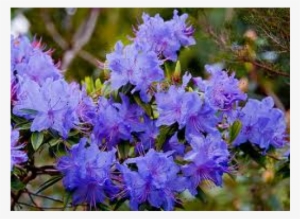 Rhododendron, Blue Admiral - Rhododendron