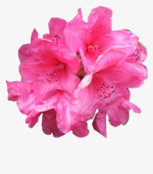 11 70 - All Flower Png File