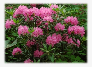 'haaga' Has Large Trusses Of Pink Flowers, And Is Our - Finnish Rhododendron