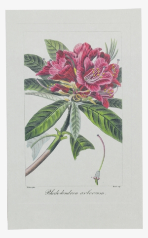 Picture Of Tree Rhododendron Herbier Général De L'amateur