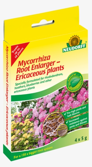 Mycorrhiza Root Enlarger Ericaceous Plants