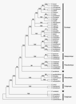 Inferred Phylogeny Of Rhododendron Sect - Rhododendron Sect. Schistanthe