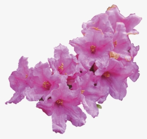 Rhododendron Ferrugineum Leaf Cell Culture Extract - Artificial Flower