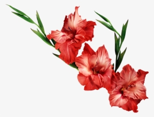 Gladiolus Png Clipart - Gladiolus Clipart