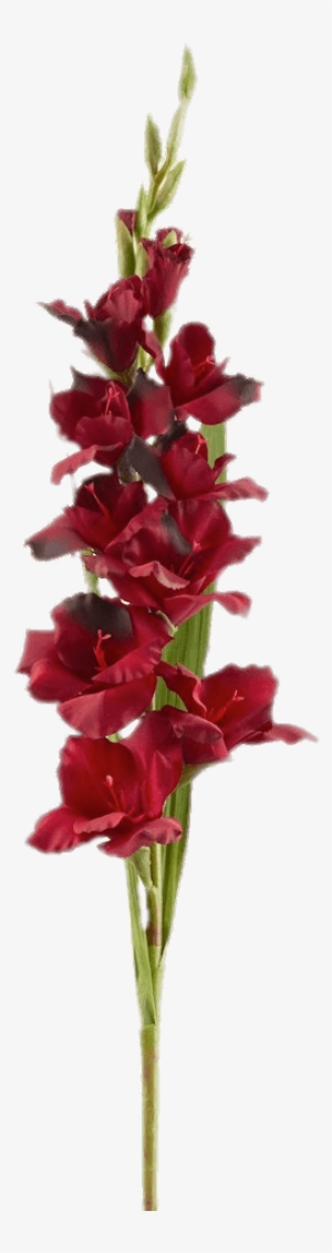 Flowers - Gladiolus Transparent