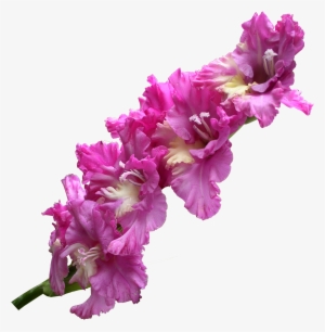 Gladiolus Transparent Png - Gladiolus Flower Png