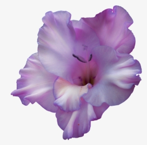 Purple Gladiolus - Purple Gladiolus Flower Png