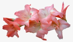 Flowers & Leafs Png - Gladiolus Flower Png Pink