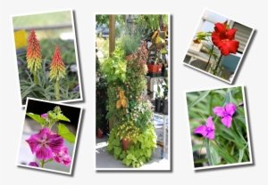 Baker Garden And Gift Plant Catalog - Baker Garden & Gift