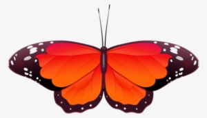 Butterfly No Back Orange Image - Monochrome Butterfly