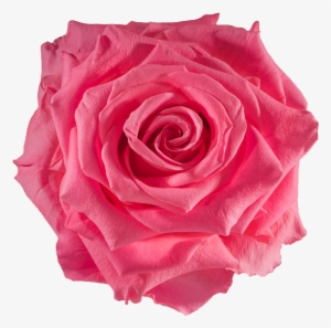 Bulk Roses, Bright - Rose