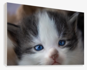 Kitten Face Canvas Print - Kitten