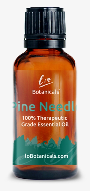 Pine Needle - Pine Needle Tea