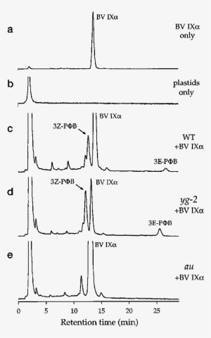 Hplc Analysis Of Pb Synthesis From Bv Ix By Isolated - Diagram