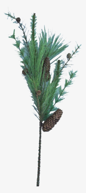 32" Long Needle Pine Spray - Pond Pine
