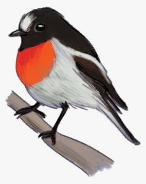 Scarlet-robin