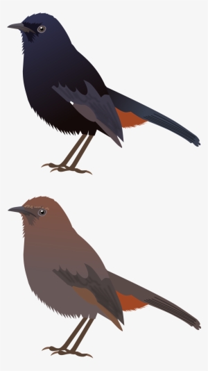 Open - Rusty Blackbird