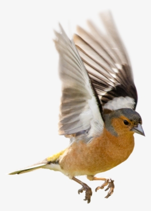 Therapy Services Gender Sexuality Issues Bird - Common Chaffinch